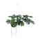 Hello Honey® 51" Lush Green Hanging Monstera Kokedama